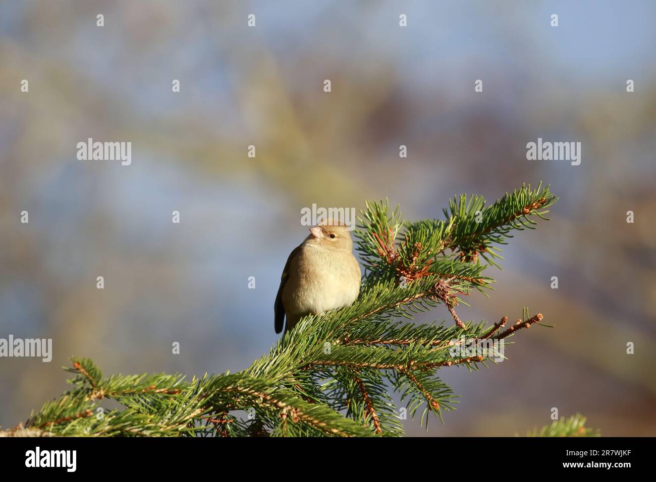 Chaffinch (Fringilla coelebs) presso la riserva naturale di Low Barns, contea di Durham. REGNO UNITO Foto Stock