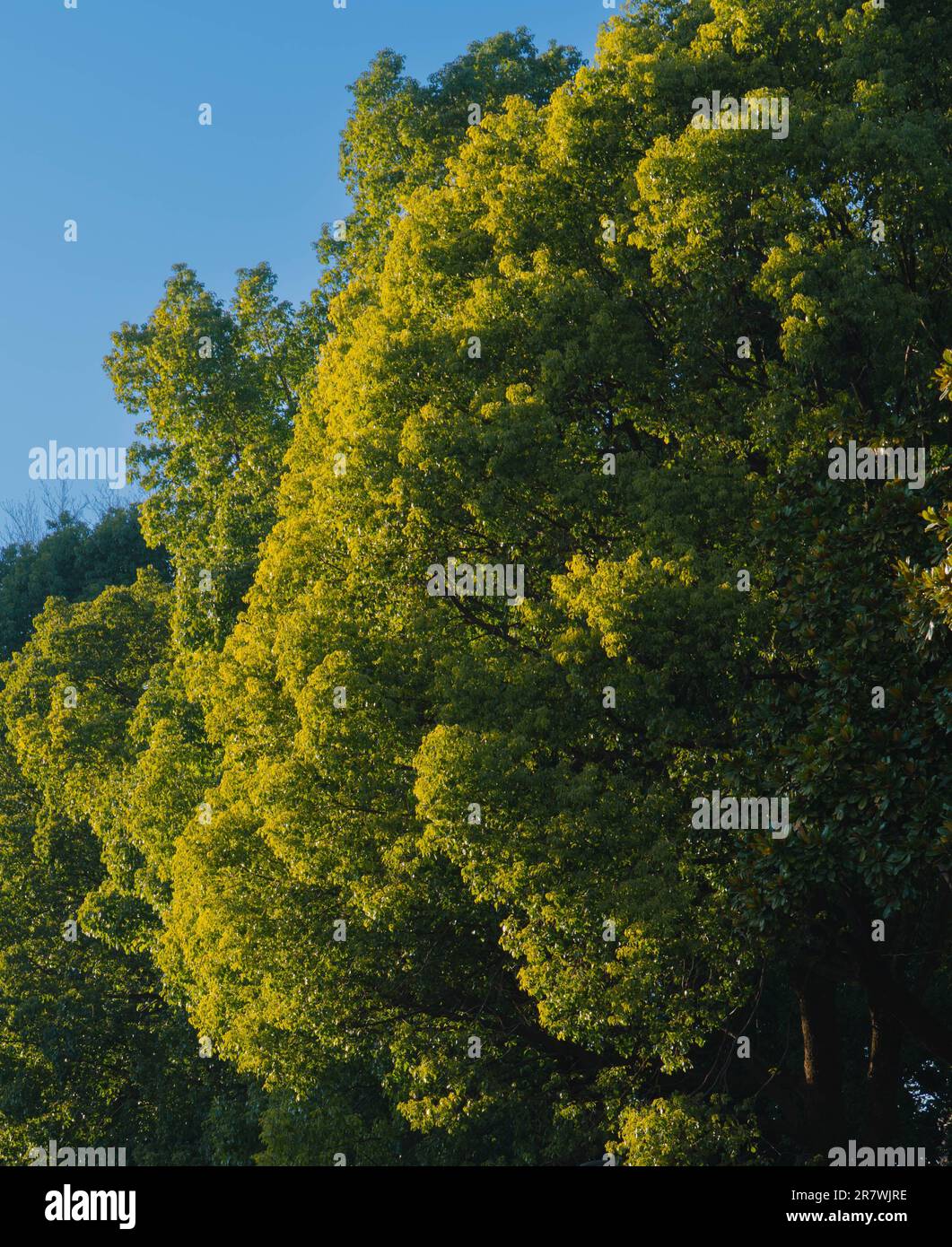 Gli alberi verdi e lussureggianti che si ereggiano alti nel parco in una giornata di sole Foto Stock