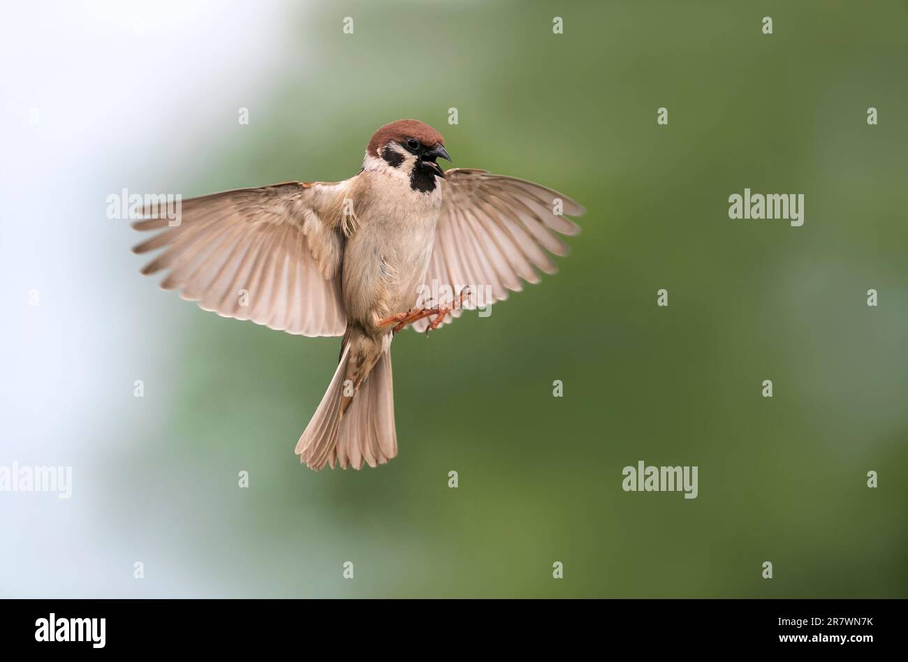 il passero degli uccelli vola con ali e piume sparse nel giardino primaverile Foto Stock