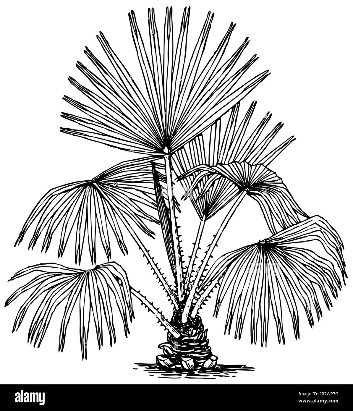 Pianta Livistona australis (palma del cavolo) isolata su bacground bianca Illustrazione Vettoriale