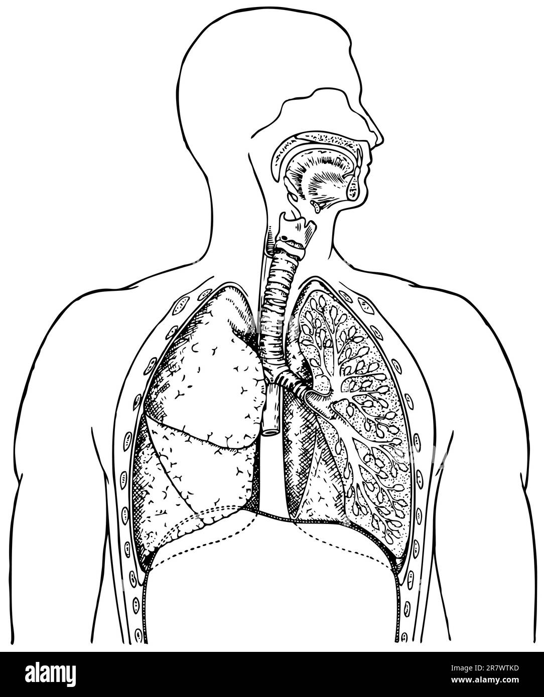 Sistema respiratorio umano su sfondo bianco Illustrazione Vettoriale