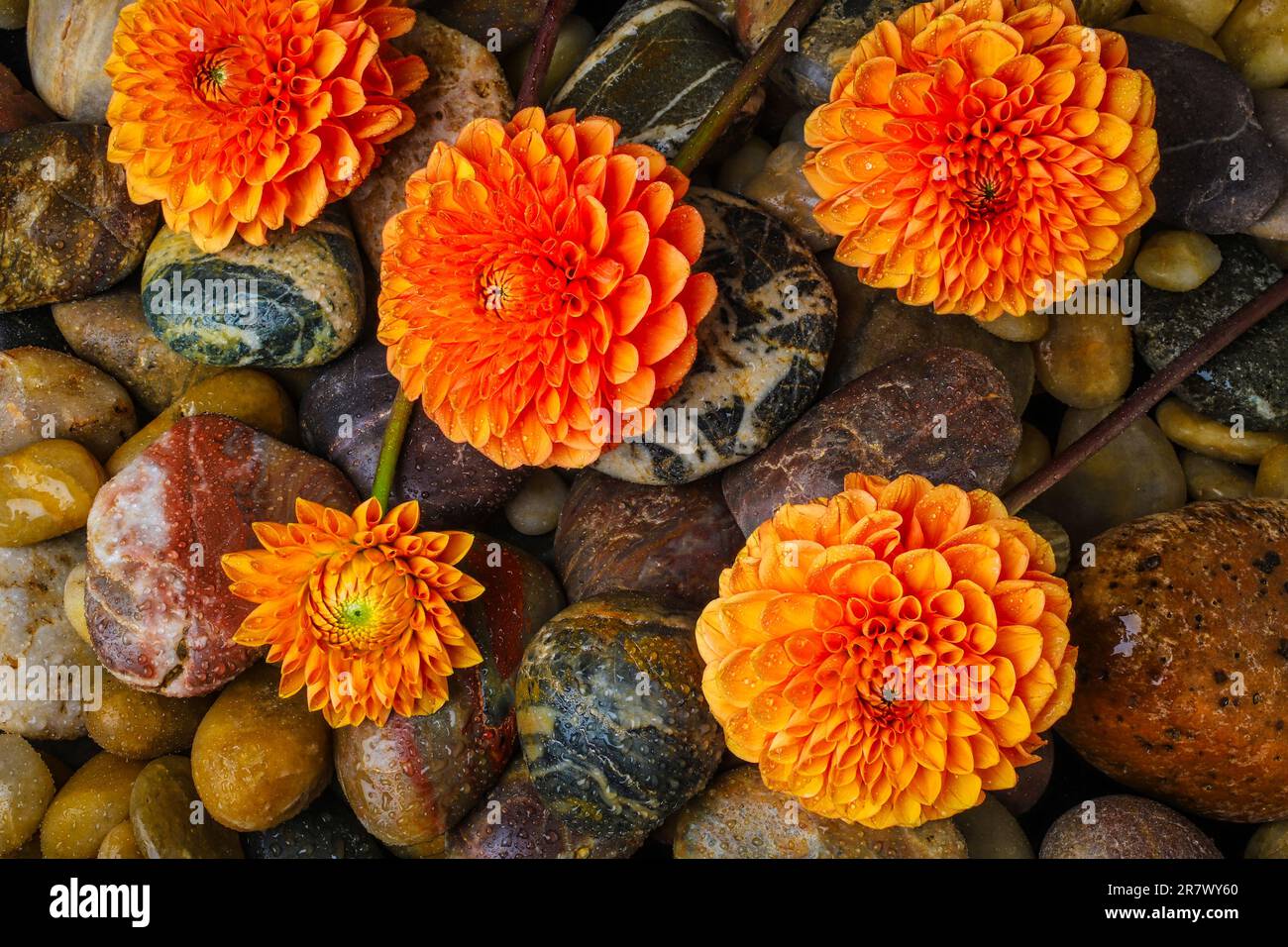 Dahlias su Riverstones Foto Stock