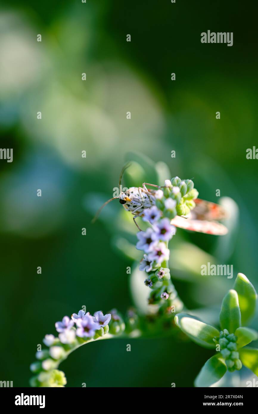 Un primo piano di una bella falce cremisi che riposa sul petalo di un fiore circondato da altre coloratissime fioriture in un giardino Foto Stock