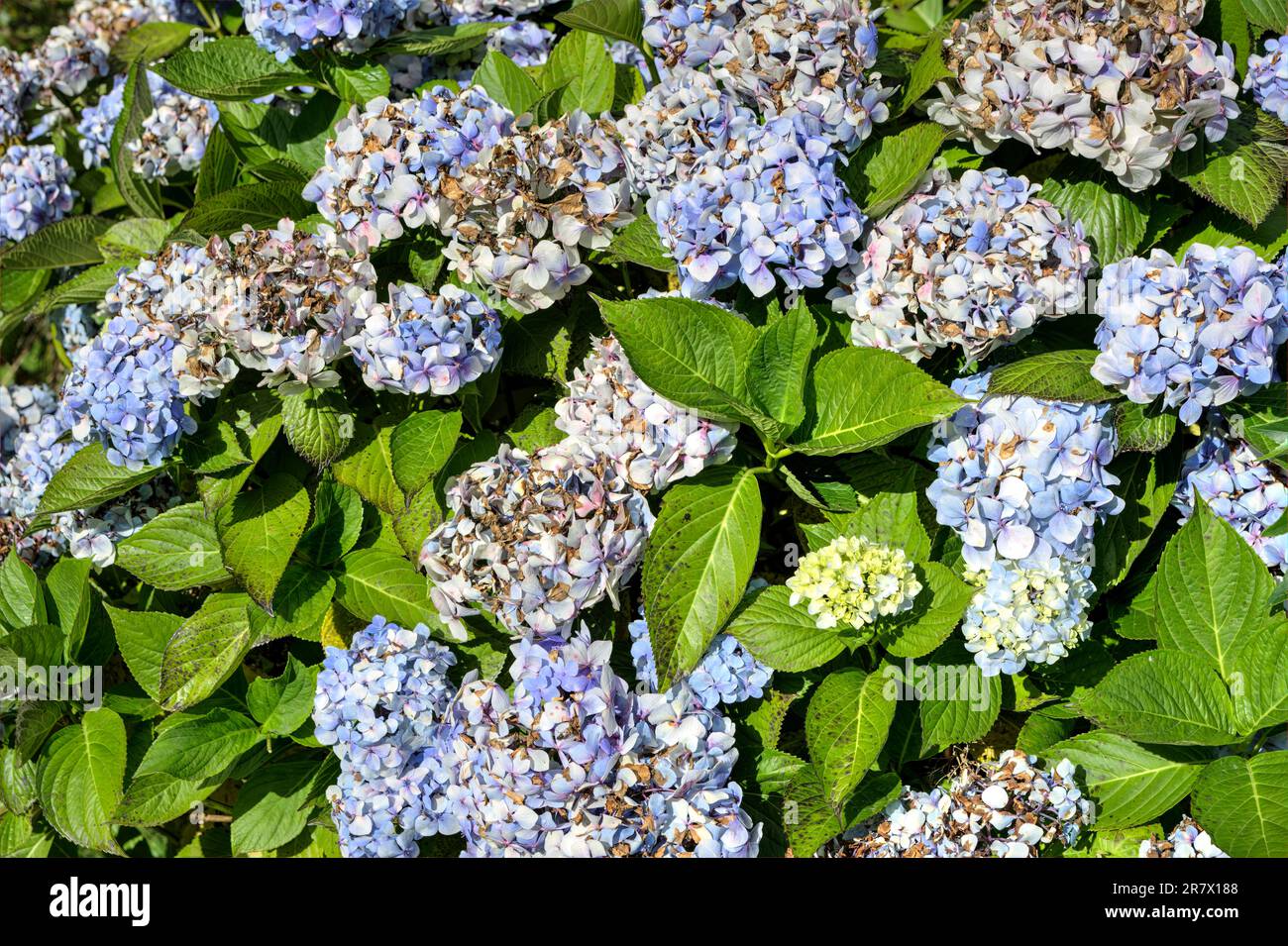 fiore di hydrangea macrophylla fiorito nel giardino Foto Stock