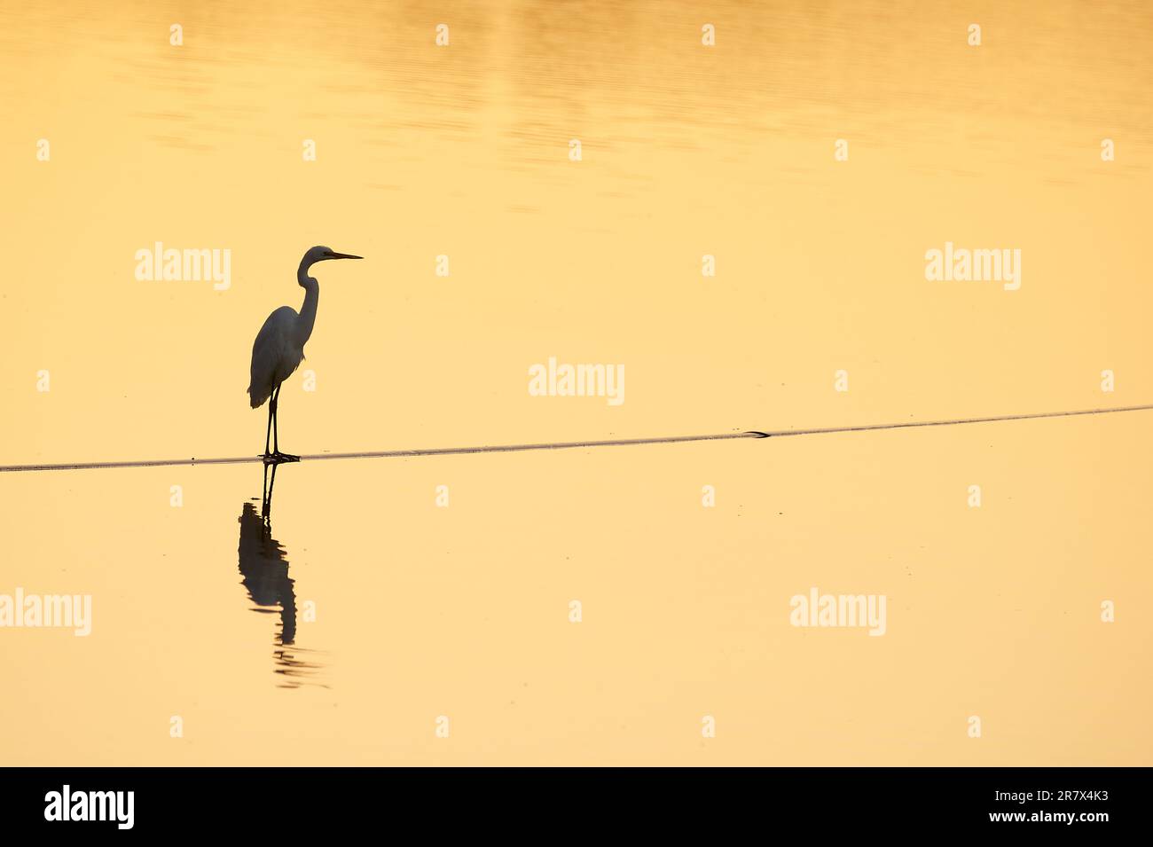 Solitario Grande Egret, Ardea alba, semi-silhouette contro l'acqua calma colorata dal sole tramontante. Ubicazione, Horseshoe Billabong, Merbein, Victoria, Foto Stock