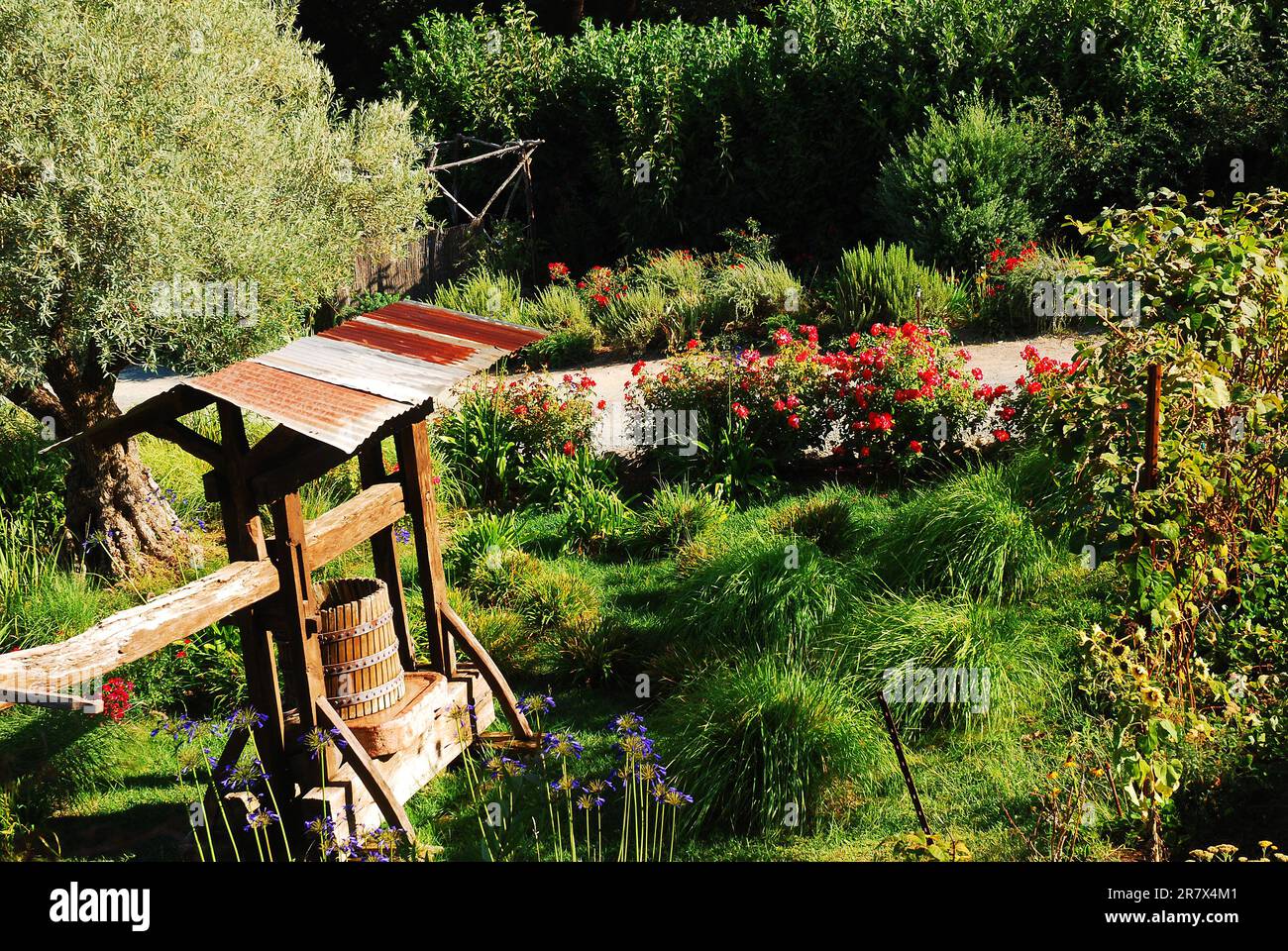 Un piccolo giardino circonda un pozzo d'acqua rustico in un vigneto Foto Stock