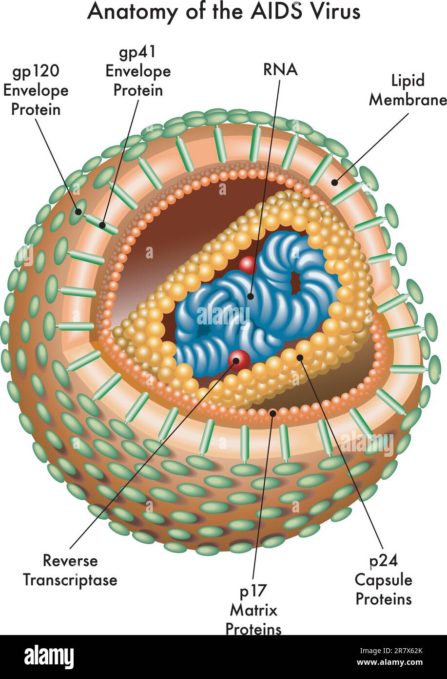 Illustrazione medica del virus dell'AIDS Illustrazione Vettoriale