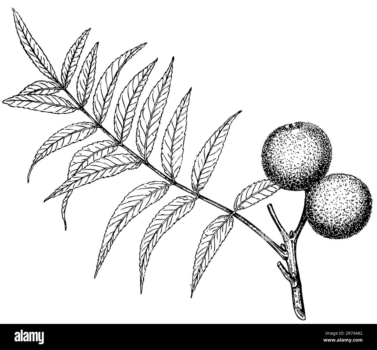 Ramo della pianta Juglans rupestris su sfondo bianco Illustrazione Vettoriale