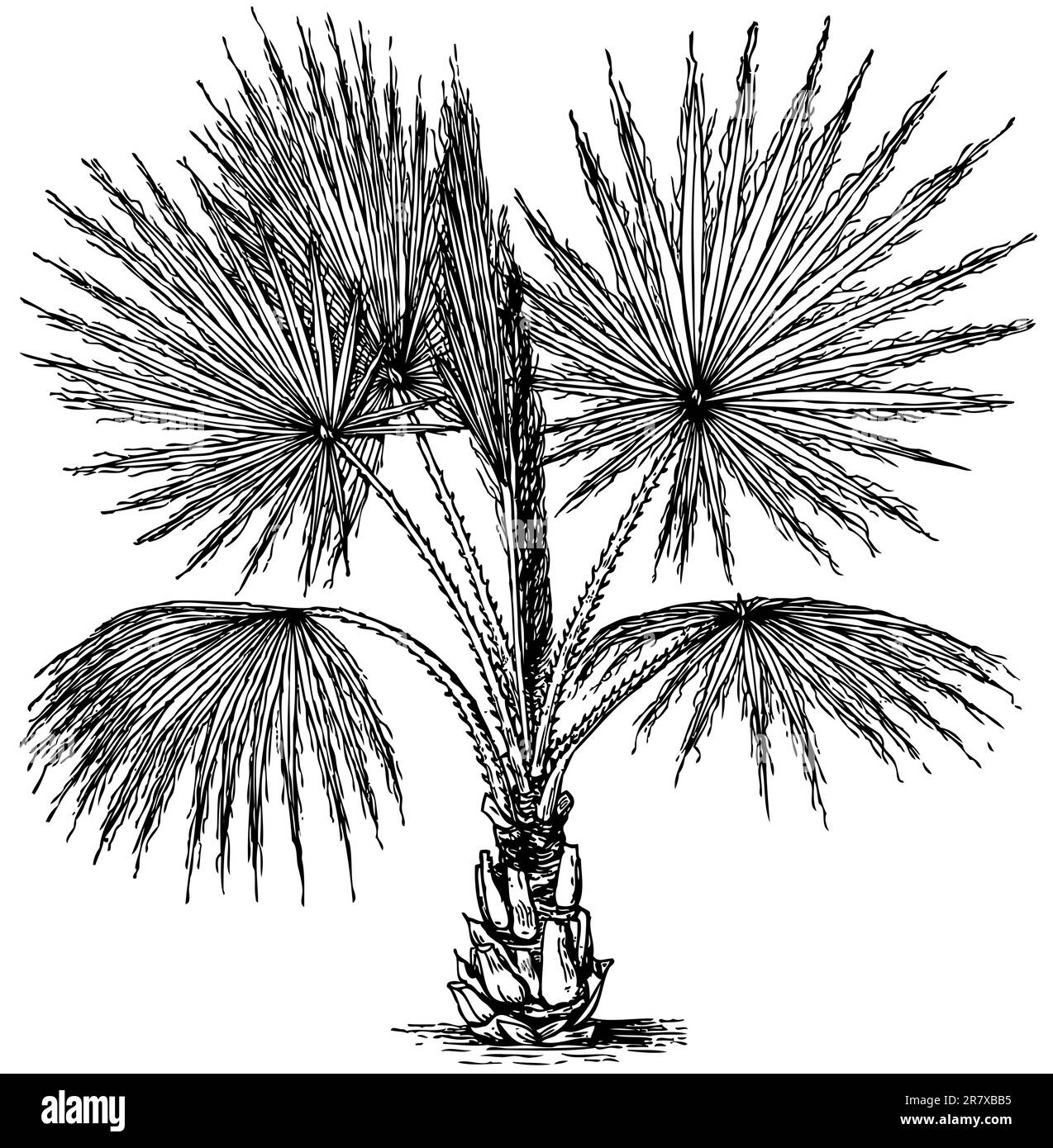 Pianta Washingtonia filifera (California fan Palm) isolata su bacground bianca Illustrazione Vettoriale
