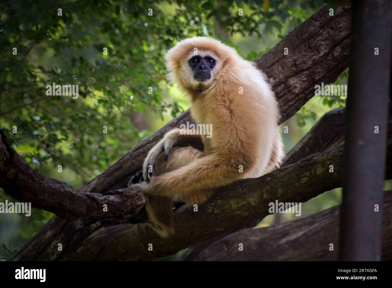 Gibbon a mani bianche (Lar Gibbon) seduto su un ramo di un albero, curioso di qualcosa che cattura la sua attenzione. Foto Stock