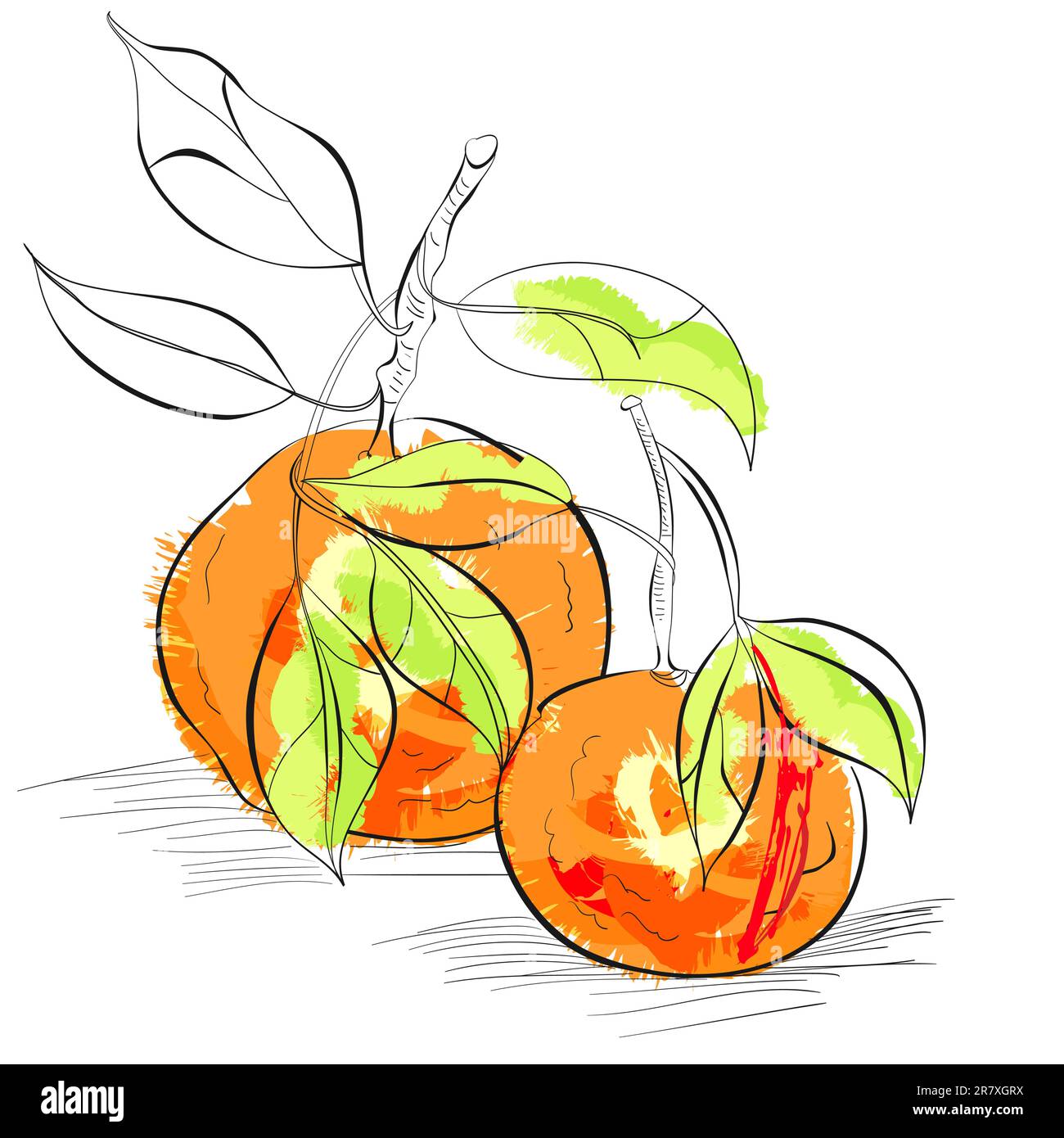 Mandarino Illustrazione Vettoriale