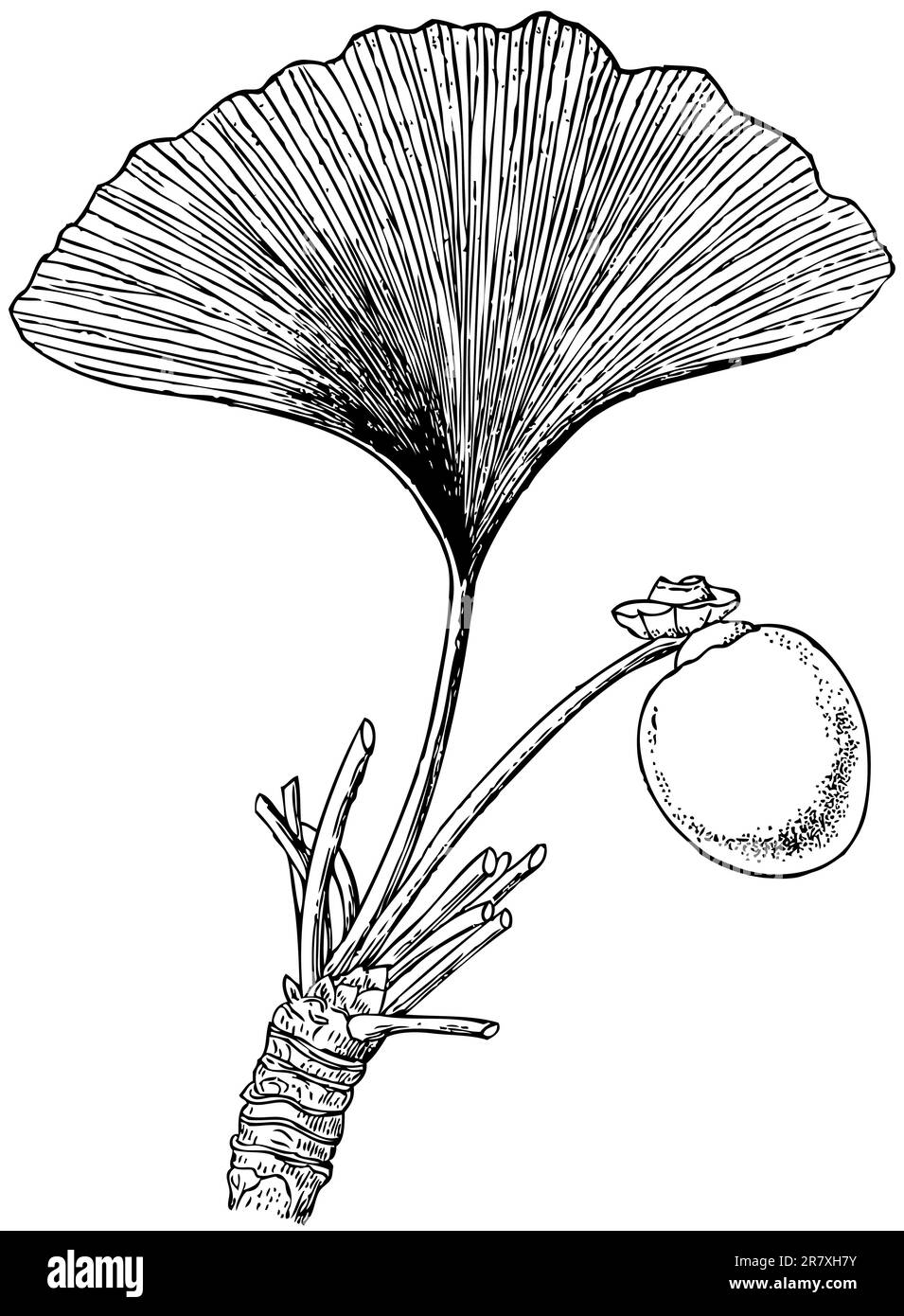 Ramo della pianta Ginkgo biloba su sfondo bianco Illustrazione Vettoriale