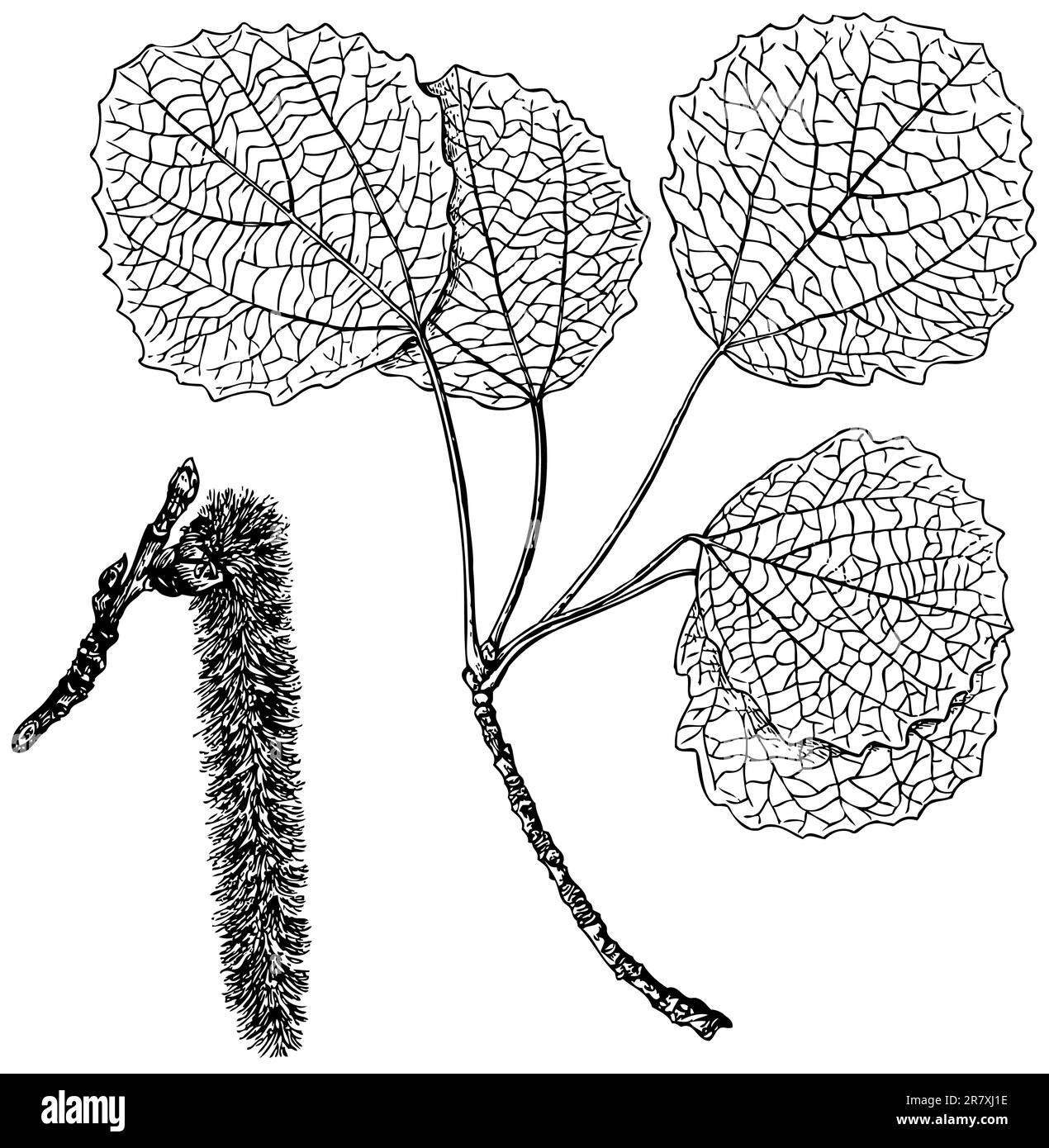 Ramo della pianta Populus tremula su sfondo bianco Illustrazione Vettoriale