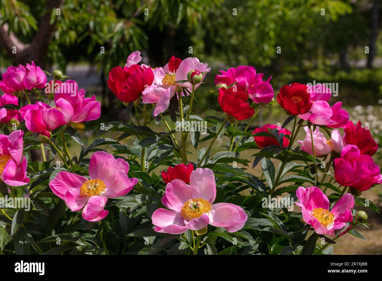 'Scarlett O'Hara' giardino comune peonia, Luktpion (Paeonia officinalis x Paeonia lactiflora) Foto Stock