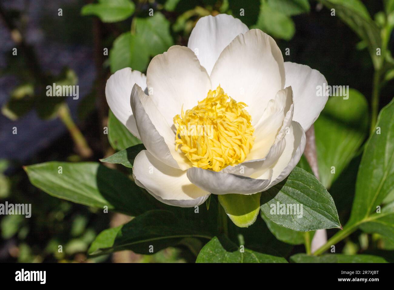 'Jan van Leeuwen' Pionia comune da giardino, Luktpion (Paeonia lactiflora) Foto Stock