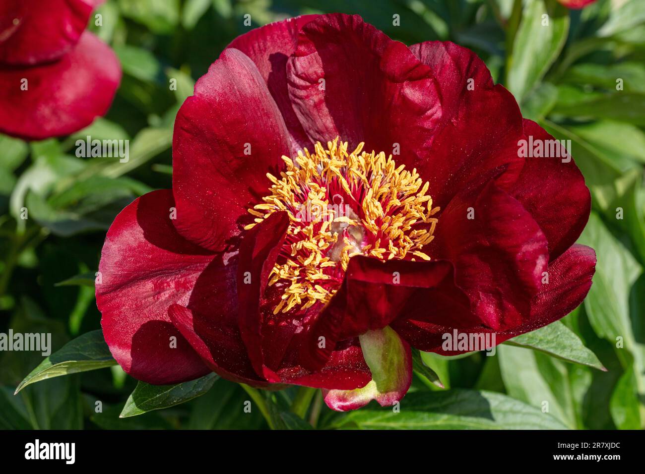 "Chocolate Soldier" Peonia comune da giardino, Luktpion (Paeonia officinalis x lactiflora) Foto Stock