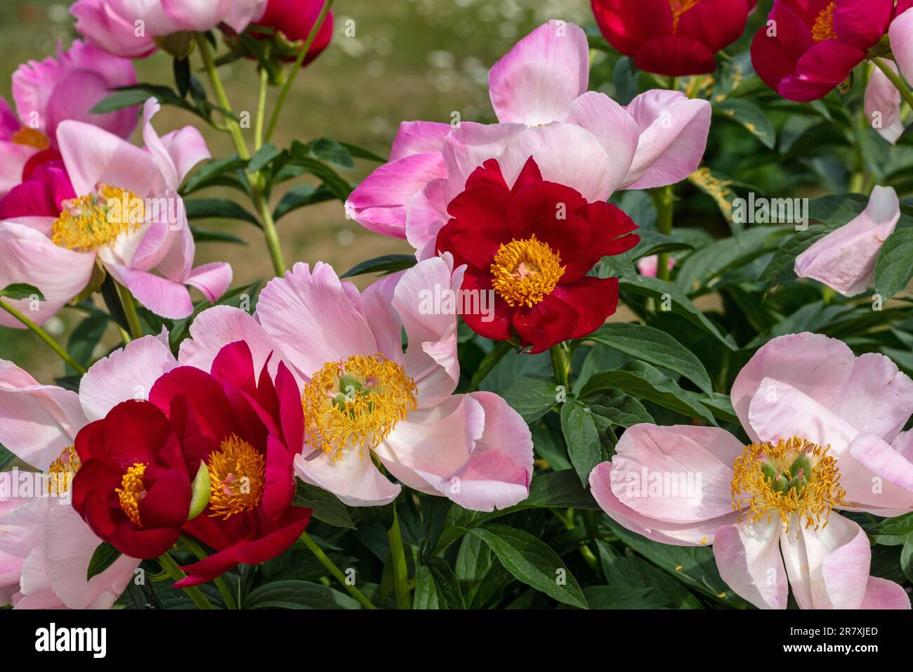 'Scarlett O'Hara' giardino comune peonia, Luktpion (Paeonia officinalis x Paeonia lactiflora) Foto Stock