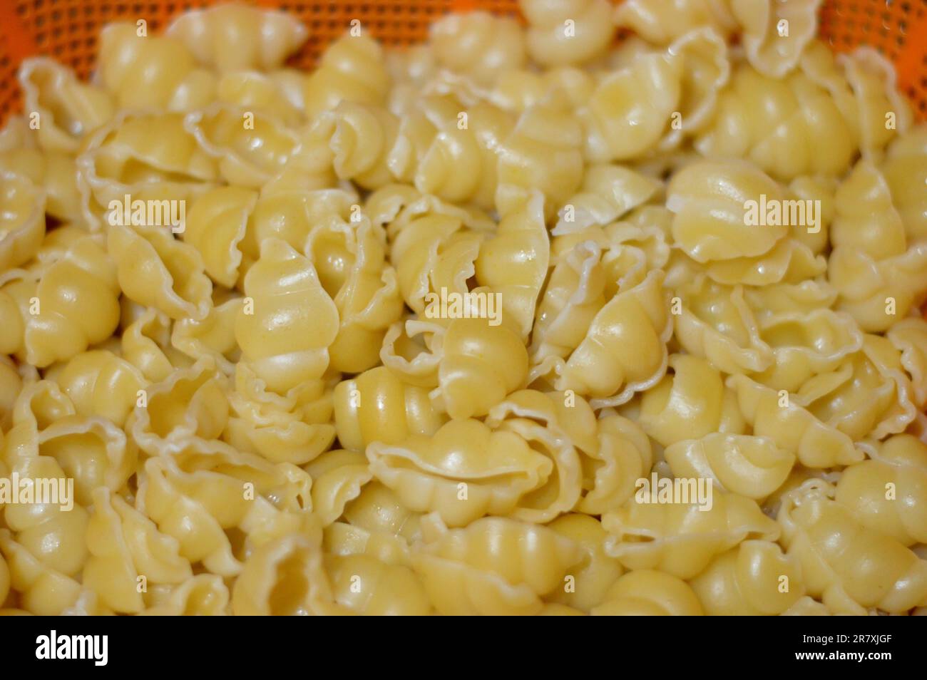 Macaroni bolliti, pasta bollita a forma di lumache, a base di grano duro, focus selettivo di pasta pronta per essere cotta in ricette italiane o altre ricette Foto Stock