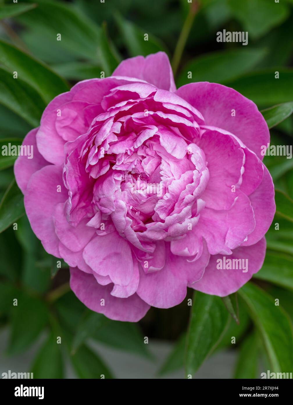 "Dr. Alexander Fleming" peonia comune da giardino, Luktpion (Paeonia lactiflora) Foto Stock