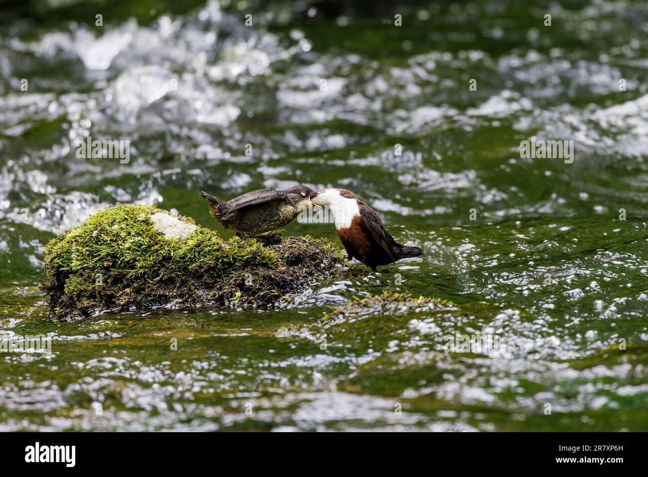 Dipper [ Cincas cincas ] Adulti pulcino da nutrire su roccia mossy nel fiume Foto Stock