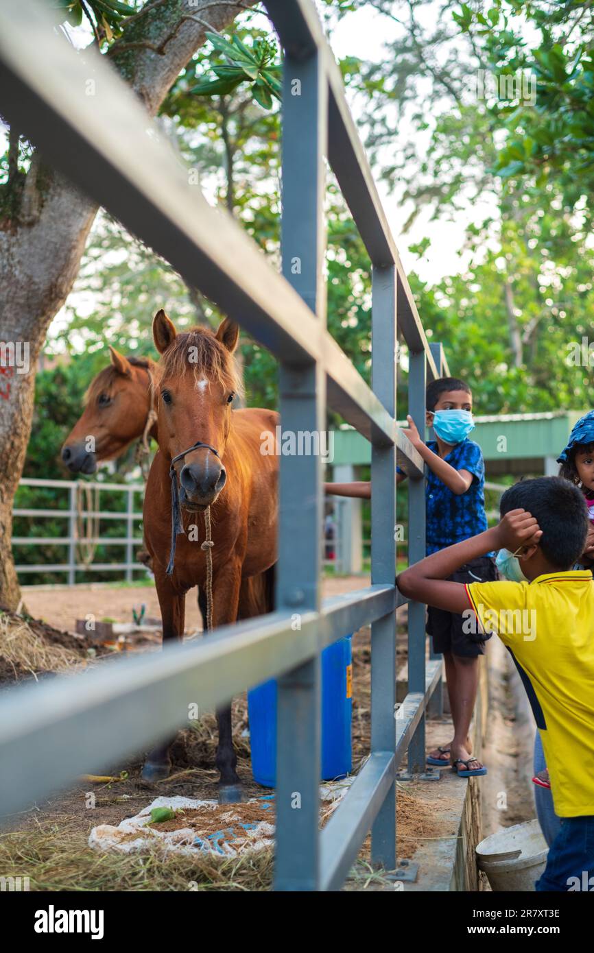 Galle, Sri Lanka - 02 20 2022: Giovane ragazzo che tocca il cavallo nel parco di Dharmapala. Foto Stock