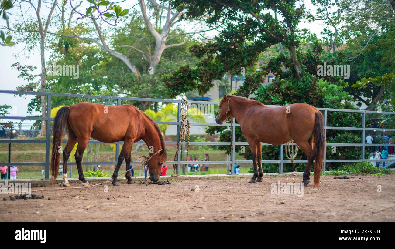 Due cavalli nella stalla del parco Dharmapala a Galle. Foto Stock