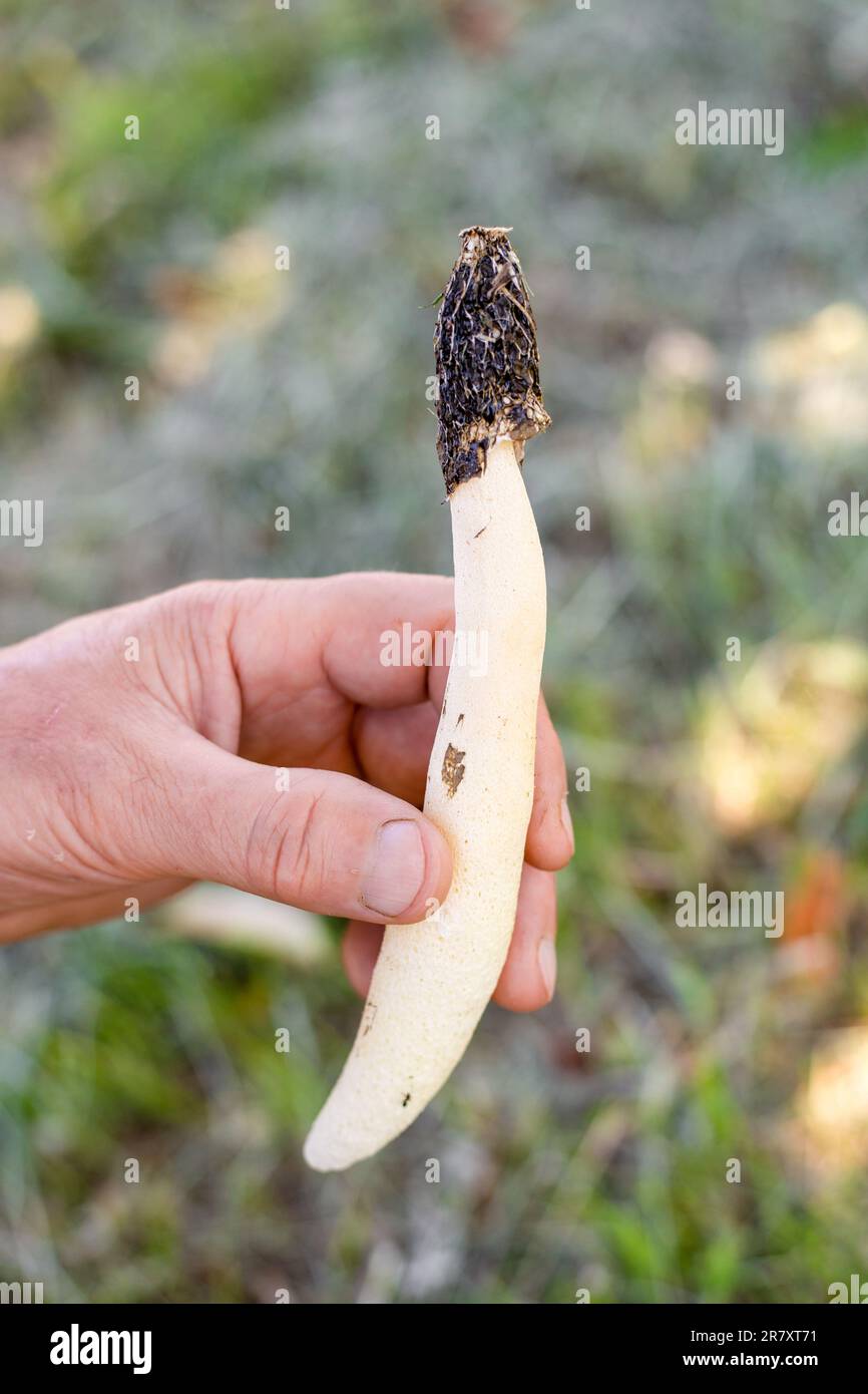 Il fungo Veselka in mano di un uomo. Funghi commestibili e medicinali. Foto Stock