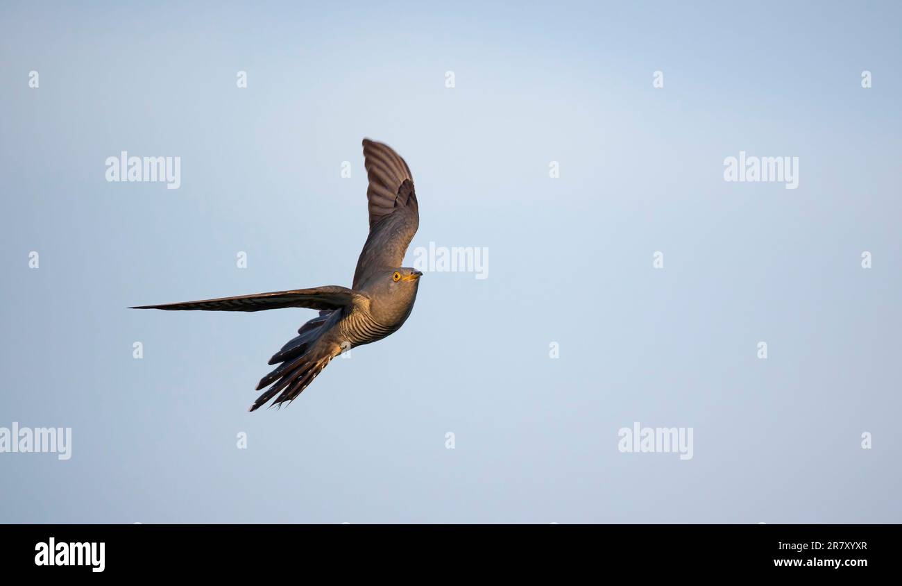 Cuckoflies da un albero all'altro e atterra su un ramo e volare nel cielo, la foto migliore. Foto Stock