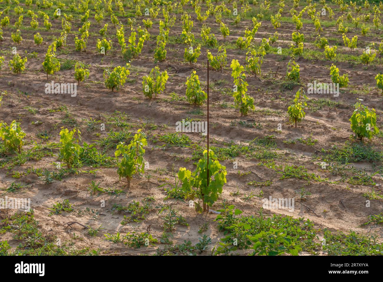 Un nuovo vigneto subito dopo aver piantato le talee con le prime foglie verdi nella campagna toscana, Italia Foto Stock