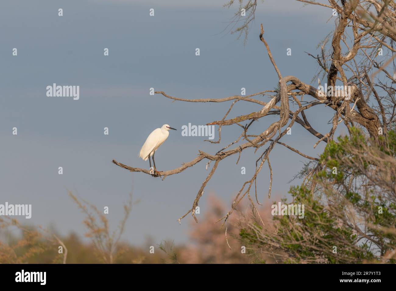 Piccola Egret (garzetta di Egretta) in una colonia nidificante in primavera. Saintes Maries de la Mer, Parc Naturel Regional de Camargue, Arles, Bouches du Rhone, P Foto Stock