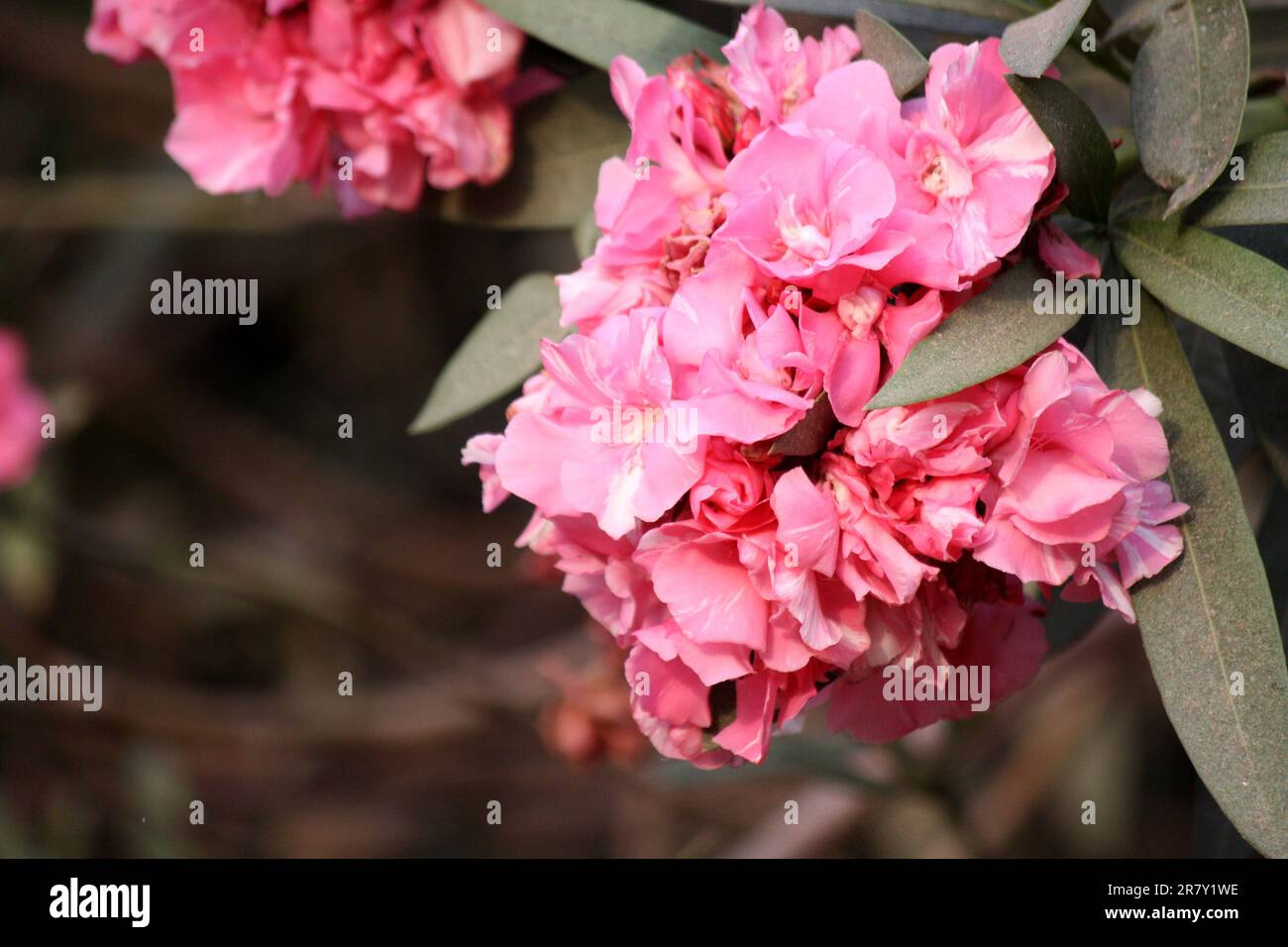 Rosa francese fiori di Oleandro (doppio) (Nerium oleander) con foglie verdi : (pix Sanjiv Shukla) Foto Stock