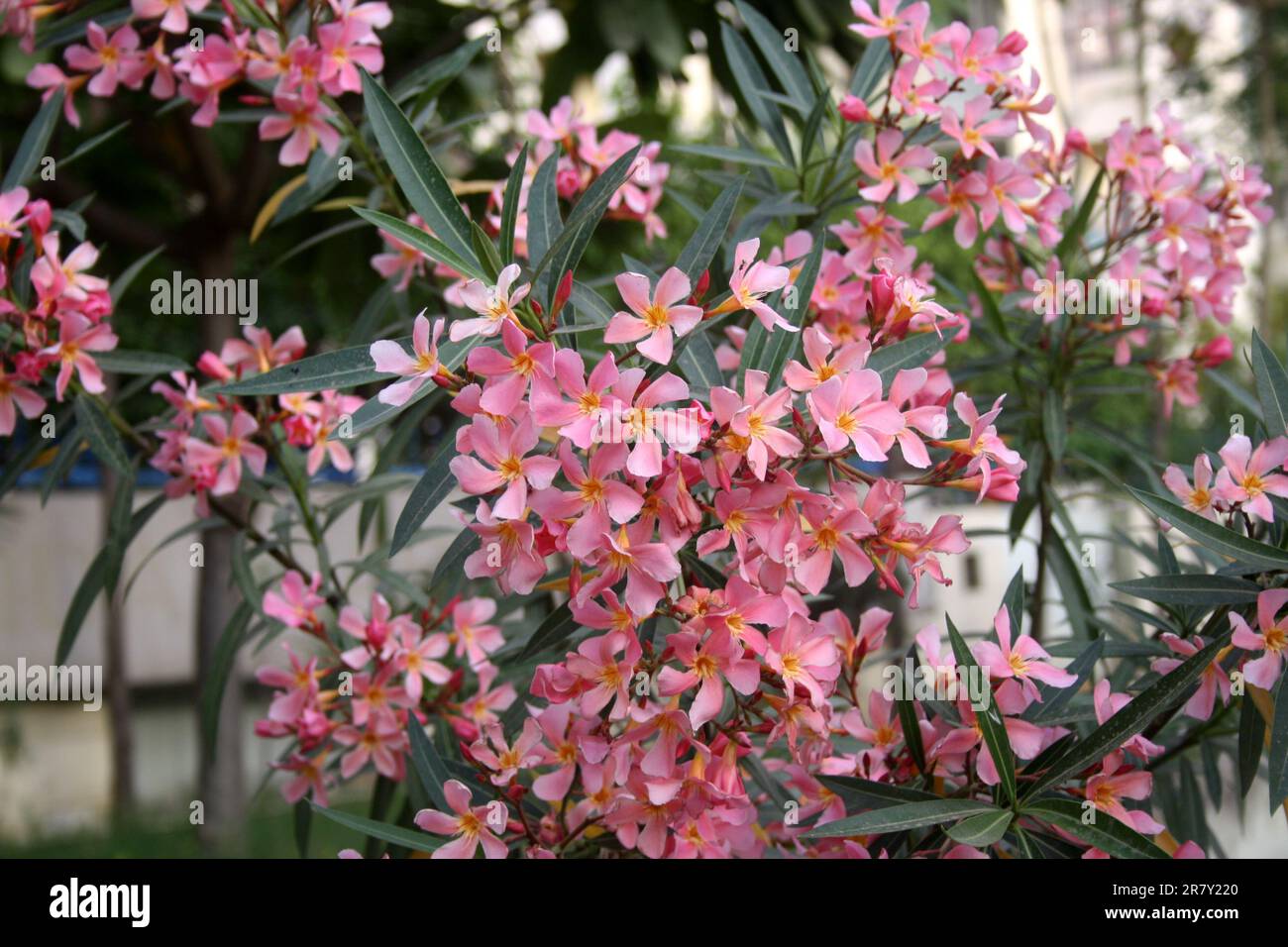 Fiori di Oleandra rosa lavanda (Nerium oleander) con foglie : (pix Sanjiv Shukla) Foto Stock