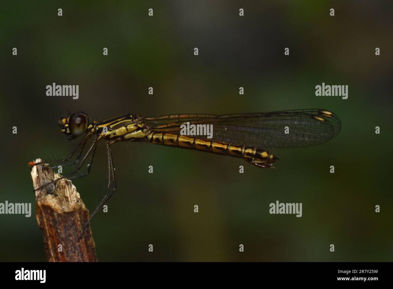 Gioiello d'oro (Libellago lineata). Surakarta, Indonesia. Foto Stock