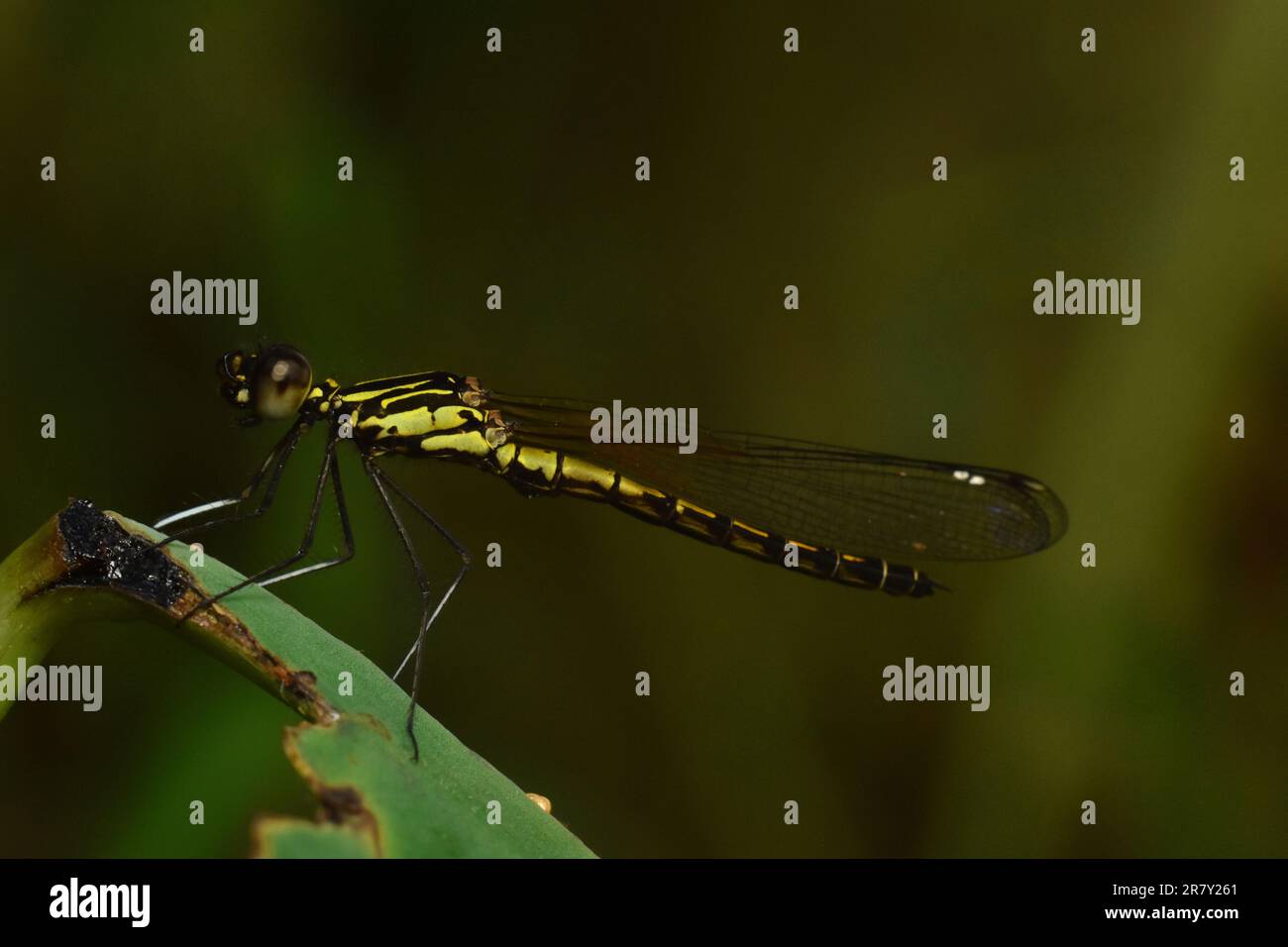 Gioiello d'oro (Libellago lineata). Surakarta, Indonesia. Foto Stock