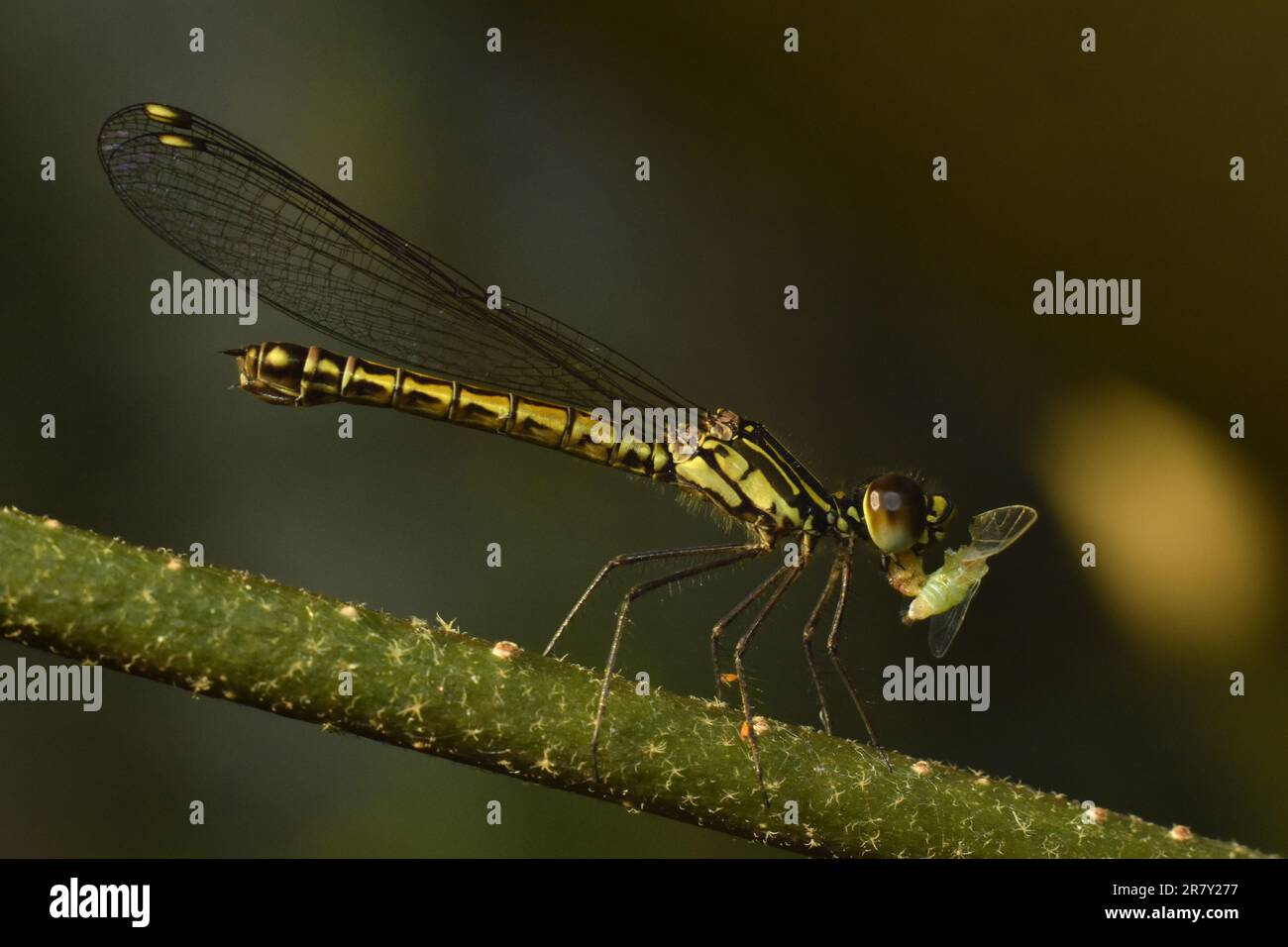 Gemma d'oro (Libellago lineata) che preda l'afido. Surakarta, Indonesia. Foto Stock