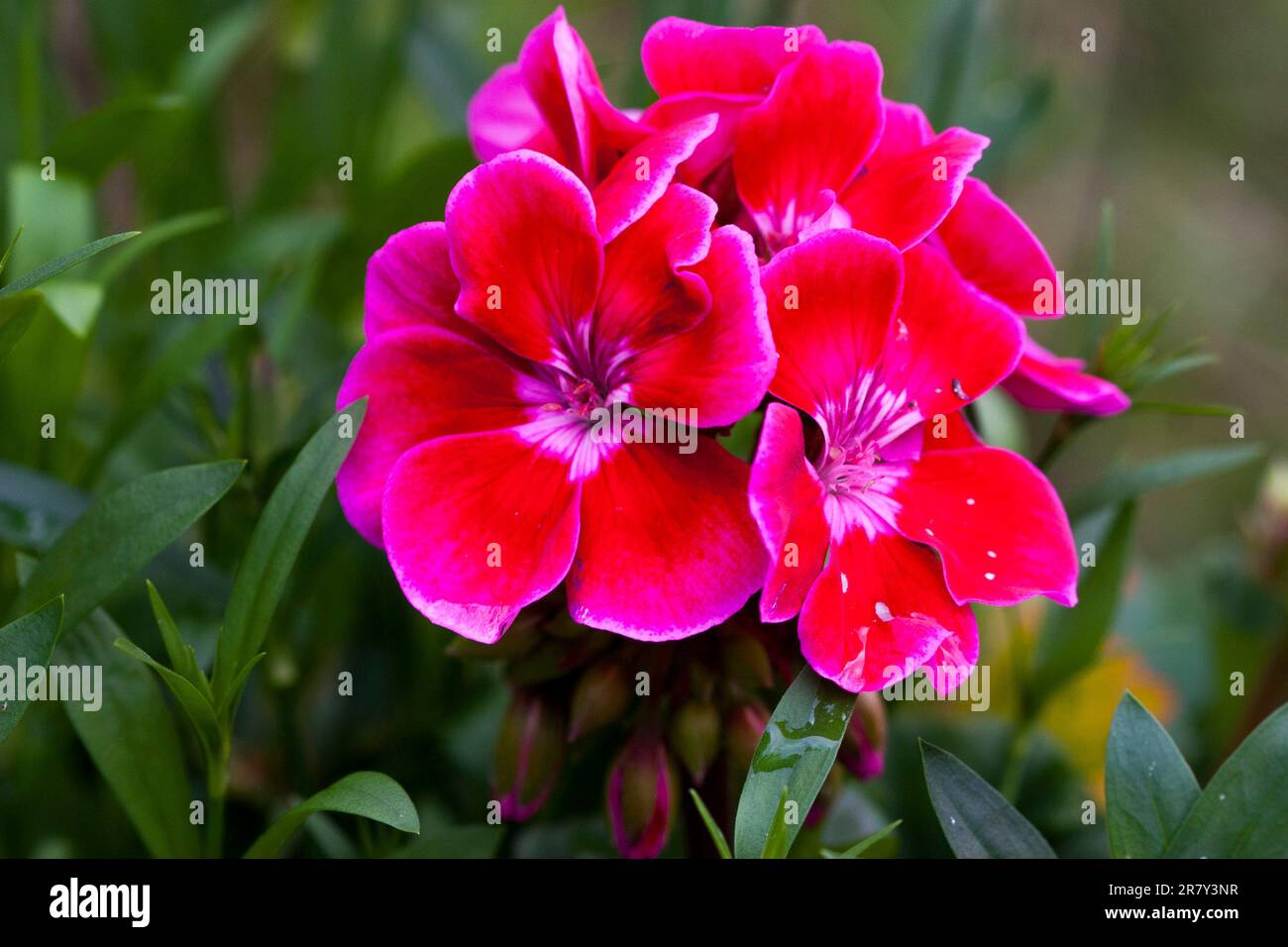 DIANTHUS BARBATUS la dolce pianta del giardino William Foto Stock