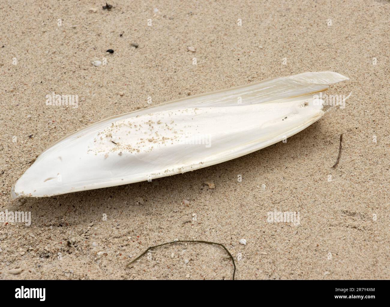 Un pezzo comune di flotsam sulle spiagge di tutto il mondo, l'osso di Cuttlefish fa parte del sistema di galleggiamento dei cefalopodi dal corpo morbido. Foto Stock