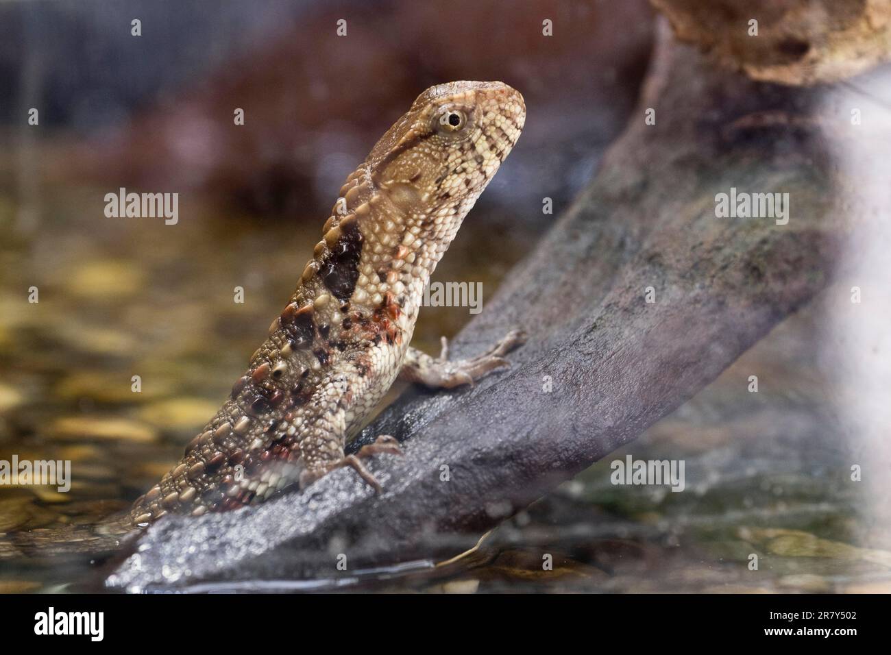 Lucertola di coccodrillo cinese (Shinisaurus crocodilurus), Luisenpark Mannheim, Renania-Palatinato, Germania Foto Stock