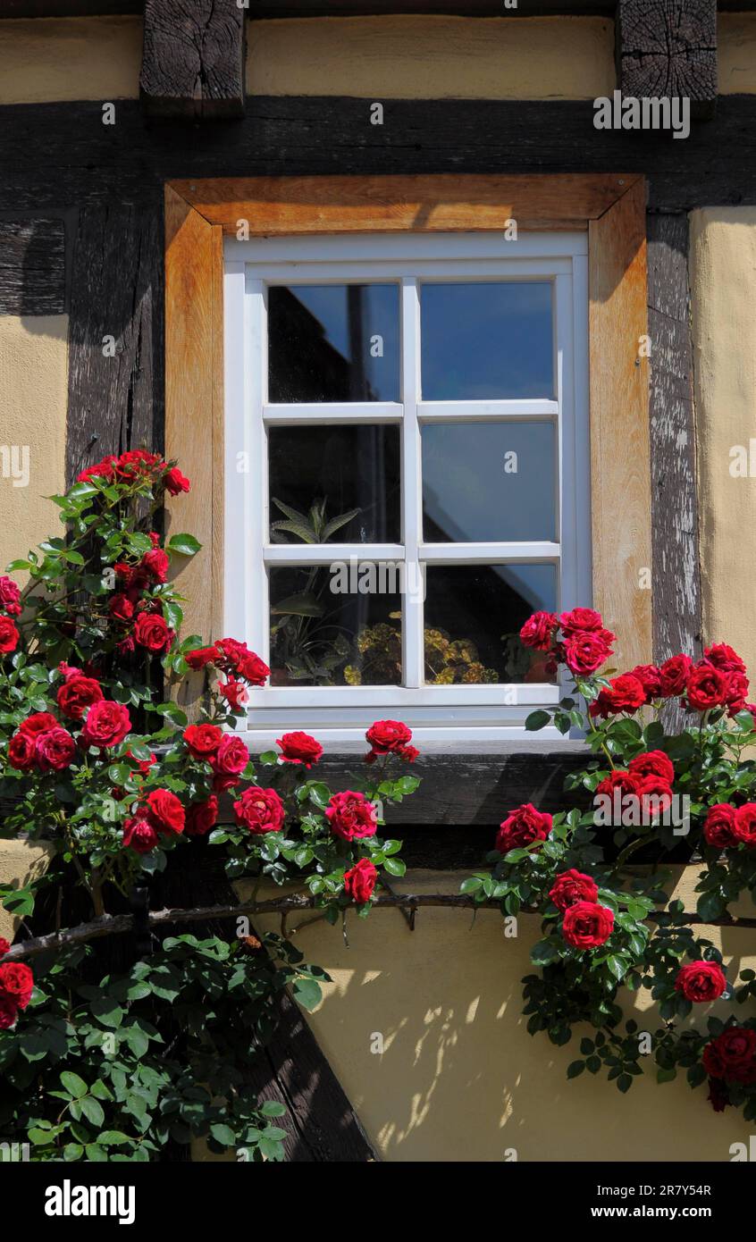 Rose rampicanti rosse sulla cornice, giardino di rose a Oberderdingen Foto Stock