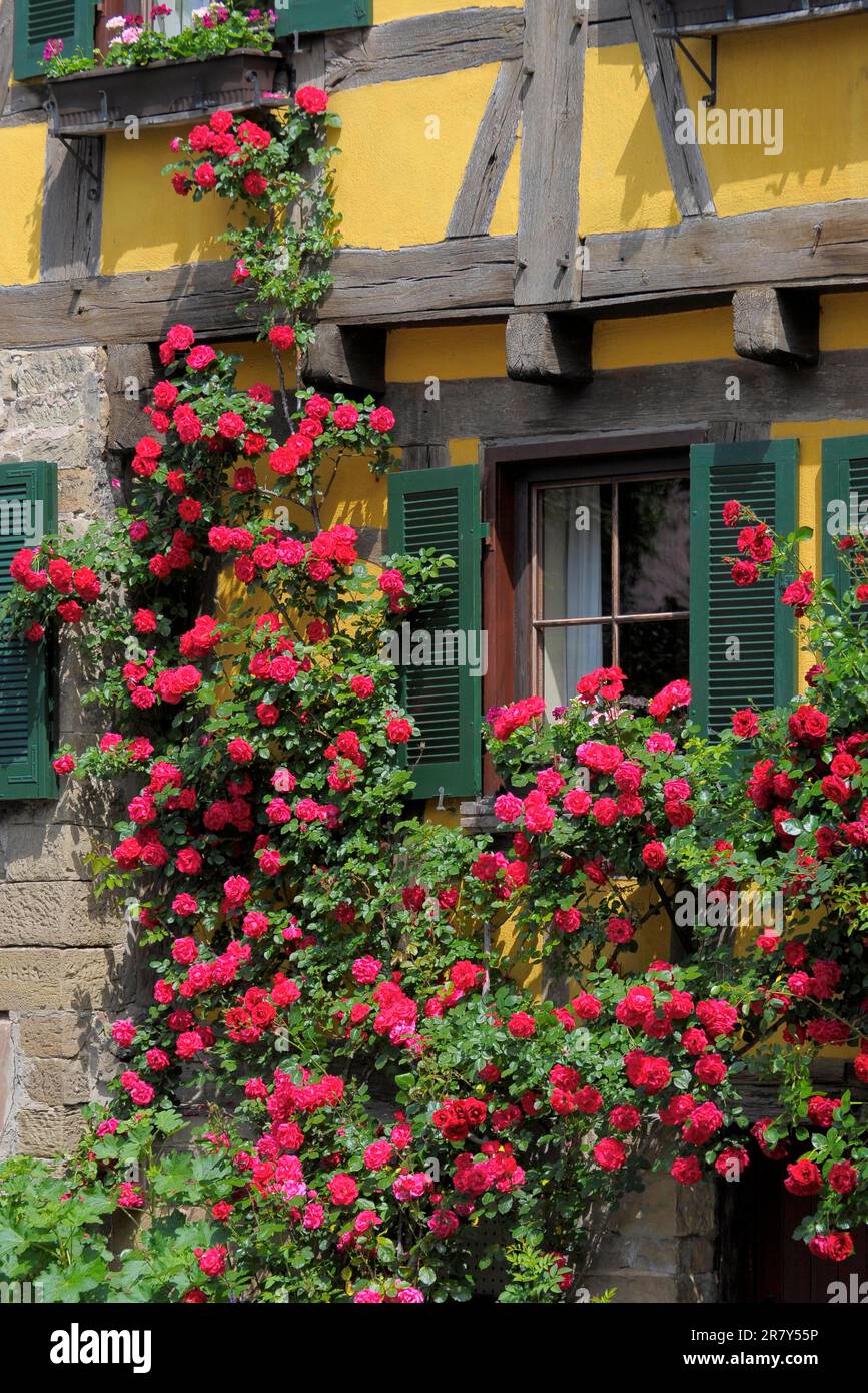 Rose rosse rampicanti in legno, alla finestra Foto Stock