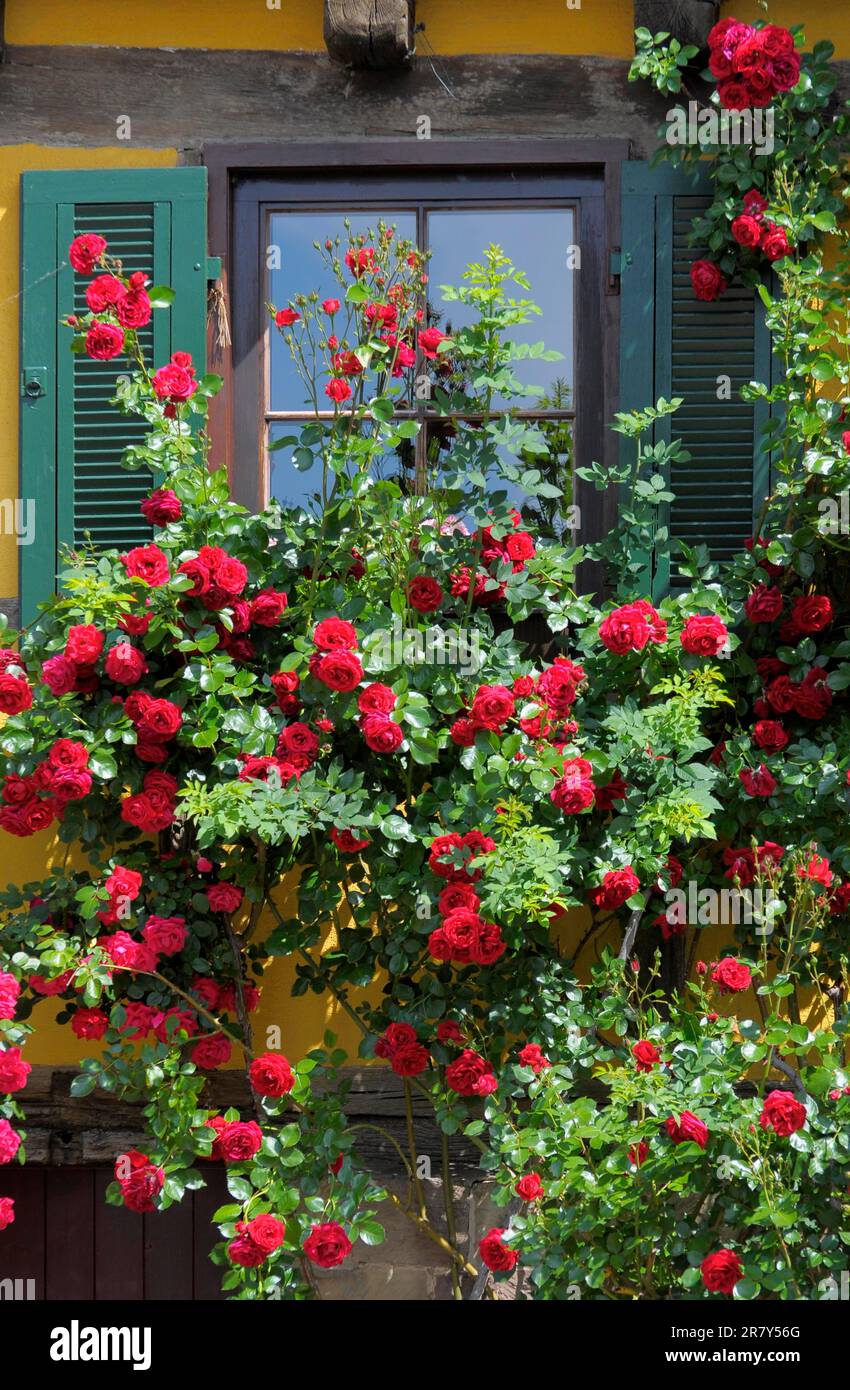 Rose rosse rampicanti in legno, alla finestra Foto Stock