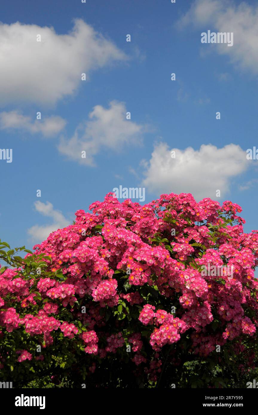 Rose rosse fioriscono vicino alla recinzione, giardino di rose Foto Stock