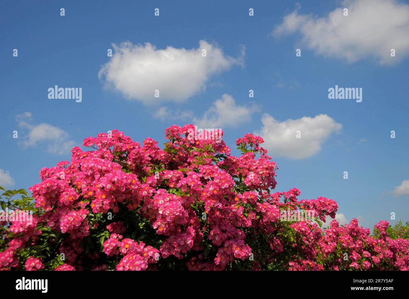 Rose rosse fioriscono vicino alla recinzione, giardino di rose Foto Stock