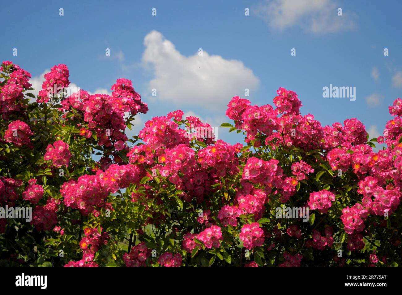 Rose rosse fioriscono vicino alla recinzione, giardino di rose Foto Stock