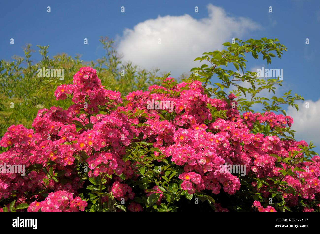 Rose rosse fioriscono vicino alla recinzione, giardino di rose Foto Stock