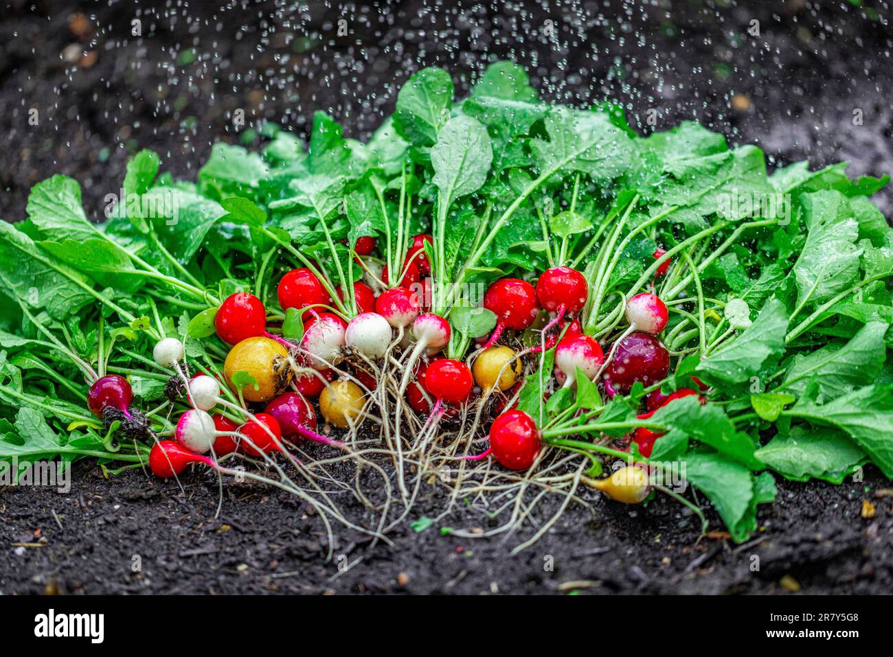 Raggie colorate (Raphanus sativus) sul terreno, raccolta fresca, con gocce d'acqua Foto Stock