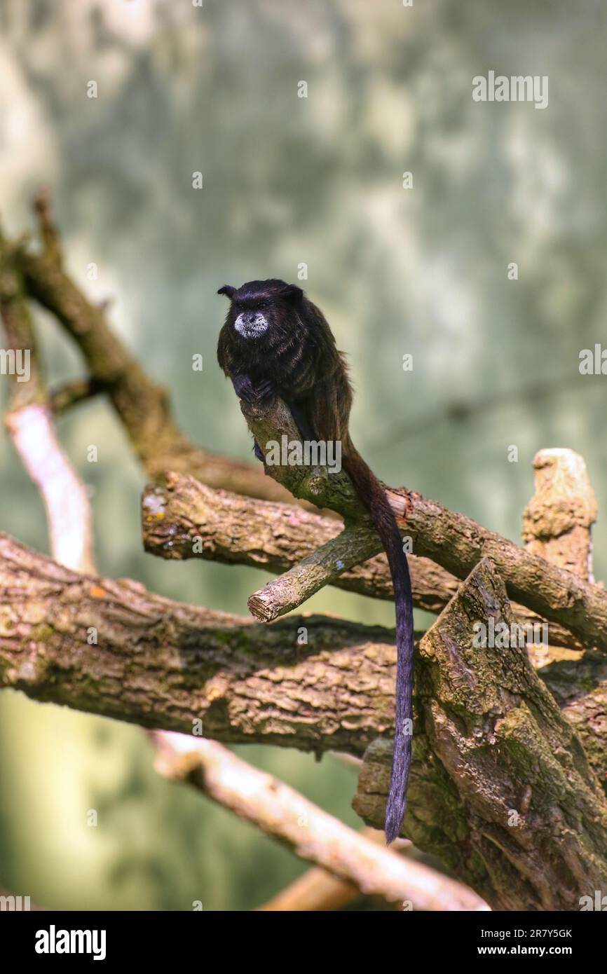 Tamarin nero-mansellato (Leontocobus nigricollis) seduto sul ramo, guardando triste. Foto Stock