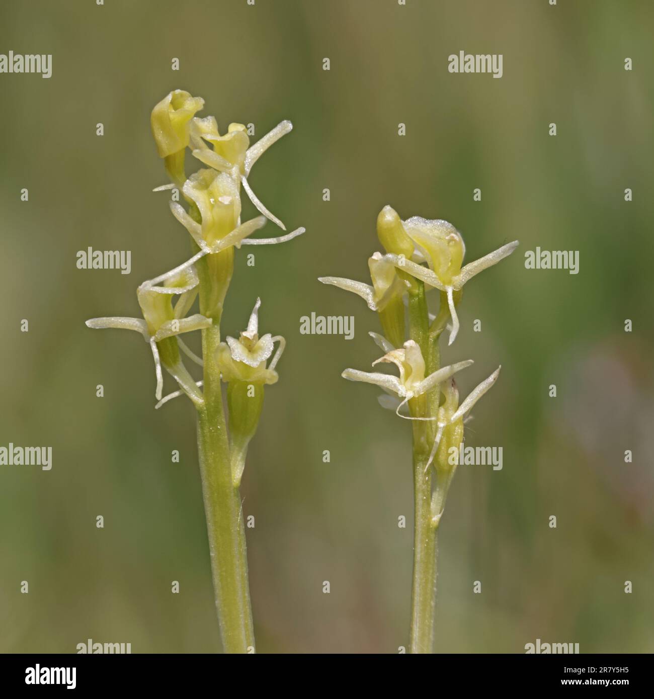 Fen Orchid a Ken Fig Wales UK Foto Stock