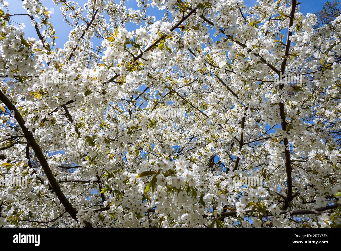 Tempo piacevole durante la fioritura dei ciliegi ad Amburgo, Germania Foto Stock
