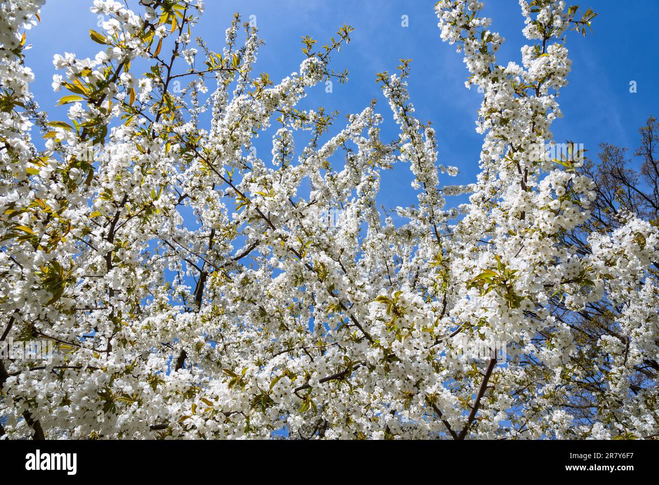 Tempo piacevole durante la fioritura dei ciliegi ad Amburgo, Germania Foto Stock
